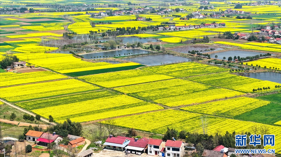湖北当阳：油菜花开春意浓
