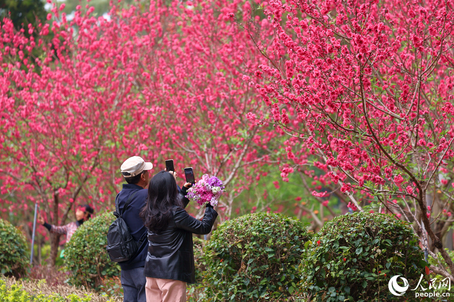 厦门：千余株桃花绘出春日画卷