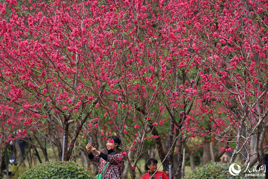 厦门：千余株桃花绘出春日画卷