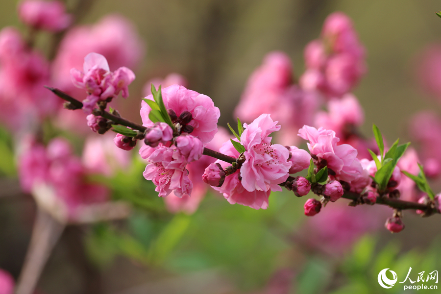 厦门：千余株桃花绘出春日画卷