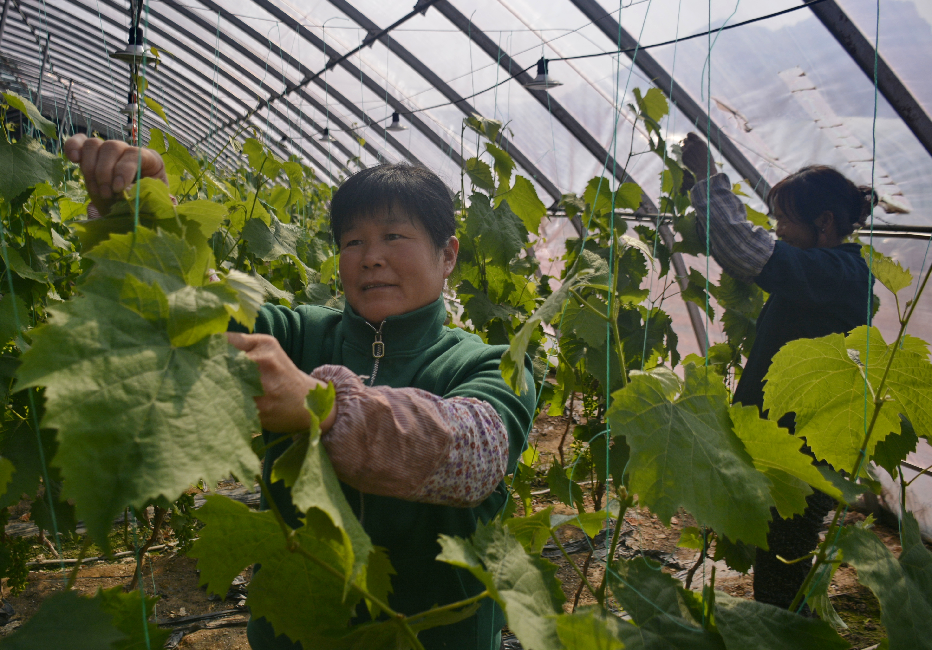 河北隆化：设施农业 富民增收_fororder_图为在大棚内农户梳理葡萄秧。.JPG