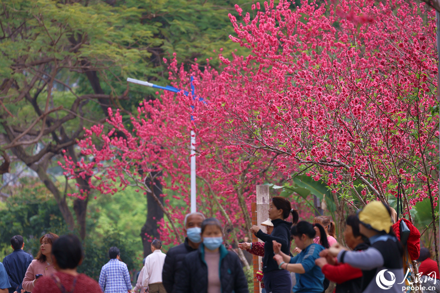 厦门：千余株桃花绘出春日画卷
