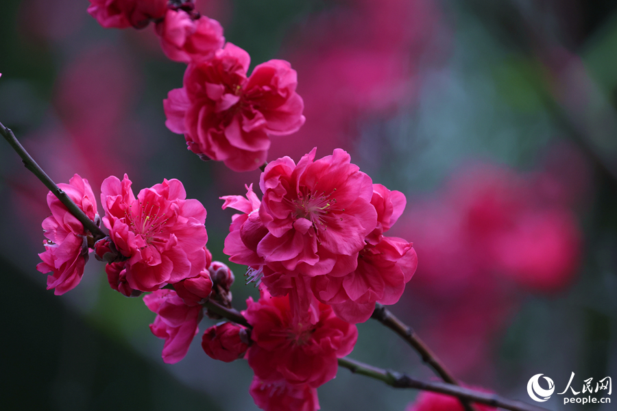 厦门：千余株桃花绘出春日画卷