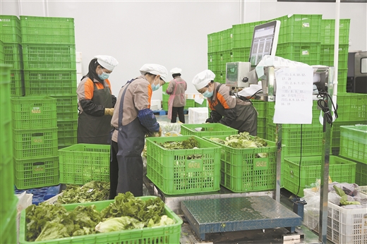 冬闲不闲 致富有方 ——平南县实施冬季种养“十百千万”工程见闻