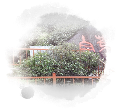 浙江安吉以古茶树保护利用推动产业发展