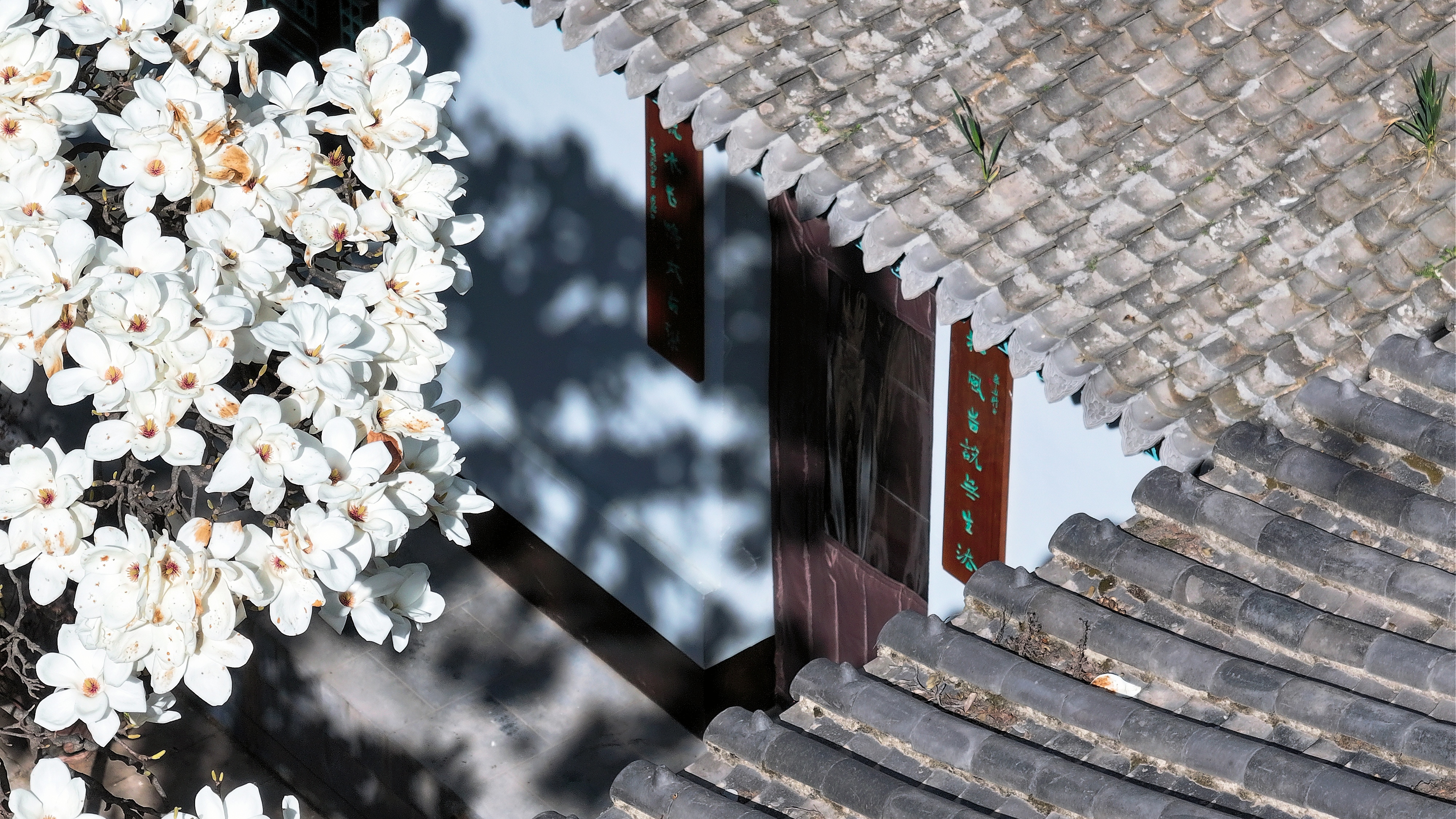 【Charming陕西】_fororder_微信图片_20240329091843