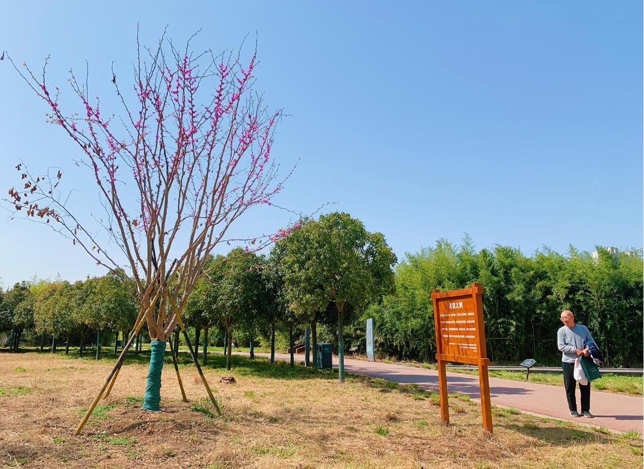 花开雁塔 芳香丝路 15国驻华外交官共植的友谊之树在西安雁塔盛放_fororder_图片1