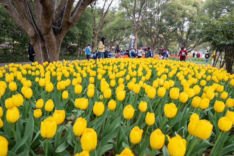 无锡梅园景区：梅园郁金香花开