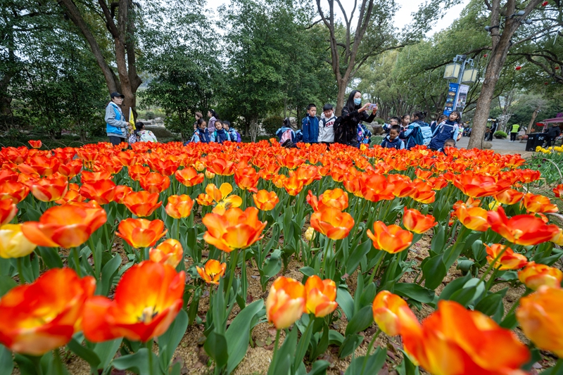 无锡梅园景区：梅园郁金香花开