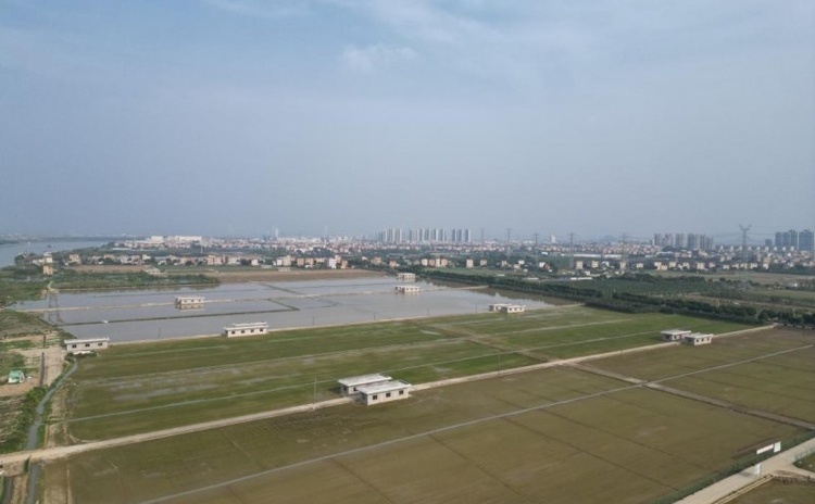 广州南沙高标准农田建设助力农业丰收_fororder_111