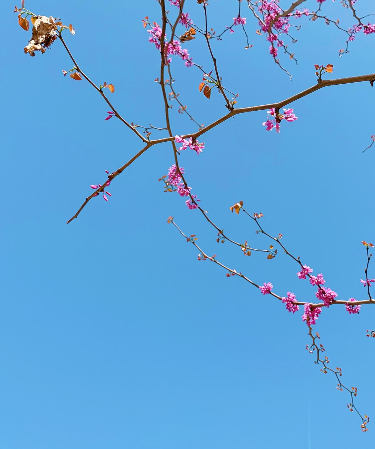 花开雁塔 芳香丝路 15国驻华外交官共植的友谊之树在西安雁塔盛放_fororder_图片2