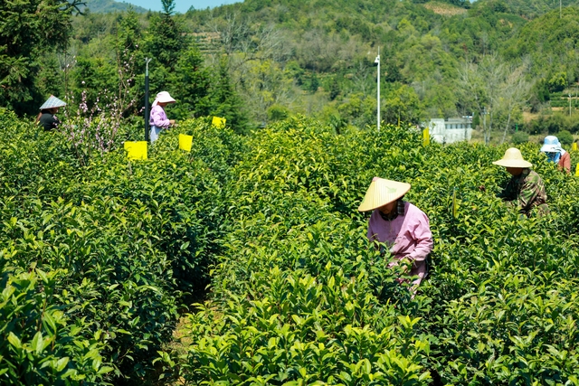 黄山发出春日邀约，请“茶”收！_fororder_22