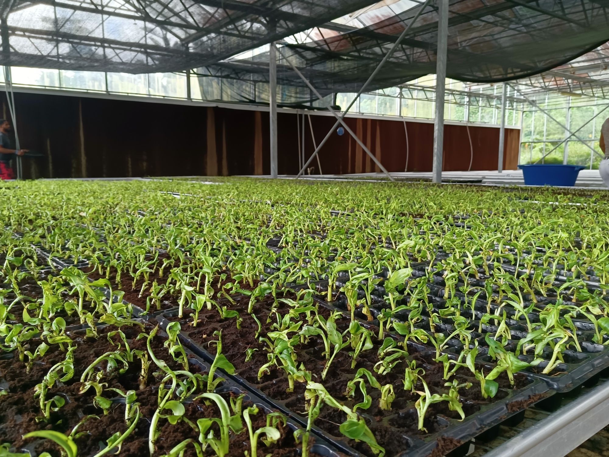 环球财富故事 | 彩椒、西蓝花、火龙果……中国技术助力这个加勒比岛国农业产业升级