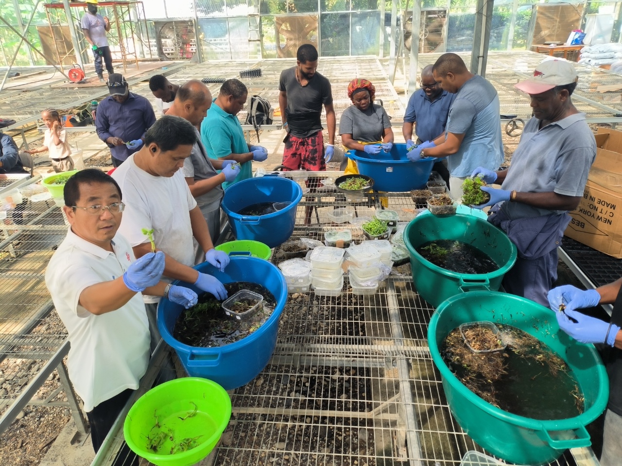 环球财富故事 | 彩椒、西蓝花、火龙果……中国技术助力这个加勒比岛国农业产业升级