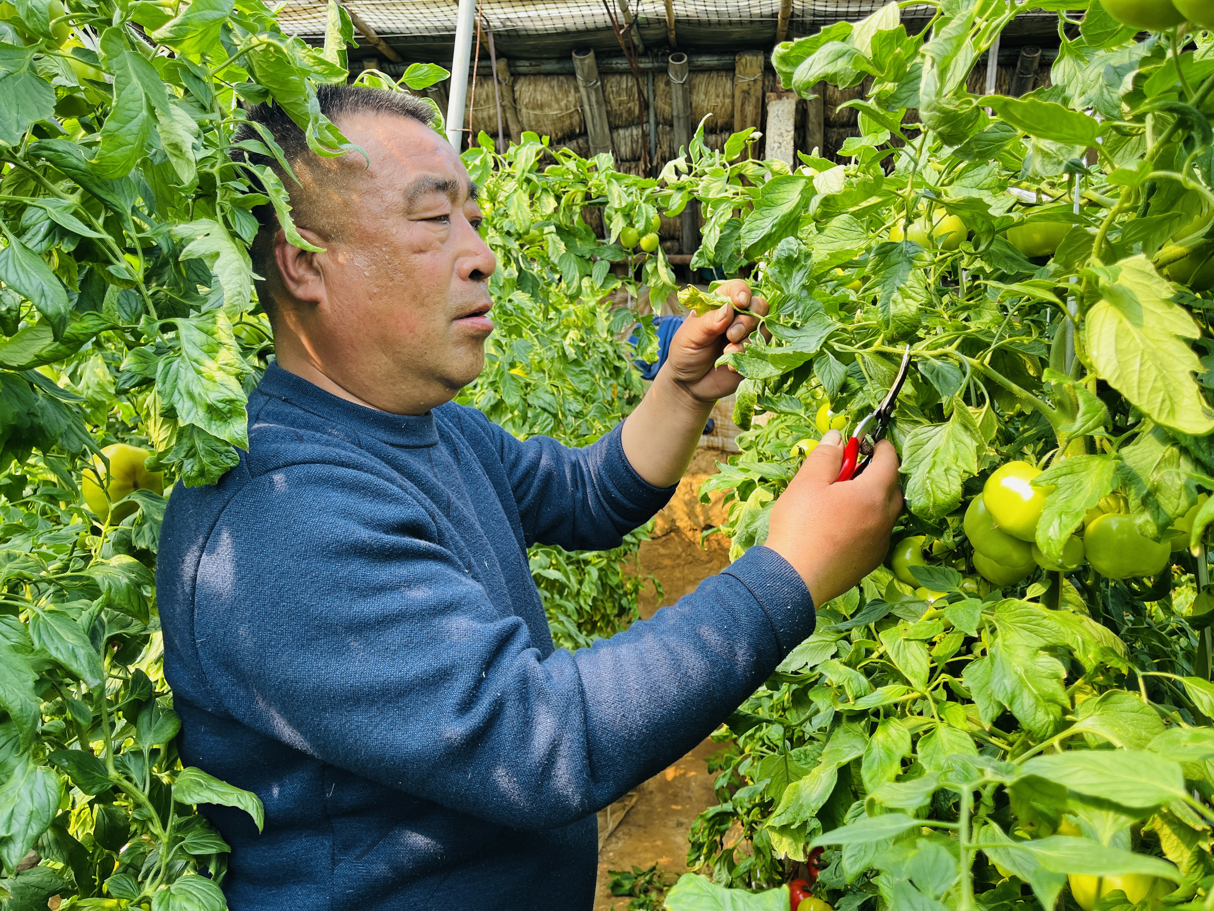 河北涞水：小小西红柿 “映红”致富路_fororder_图为，在涞水县涞水镇西水北村的西红柿大棚内，种植户正在给西红柿疏枝打叶。（李金璐 摄）.JPG