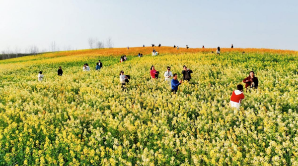 襄阳樊城：油菜花开满目春_fororder_图片2