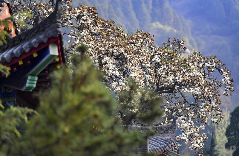 春山处处行应好