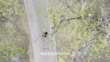 中国Vlog｜泰籍教师点赞漓江乡村生态游