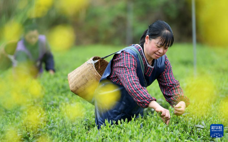 让“春日经济”鲜起来 看春茶持续带动消费新亮点_fororder_05