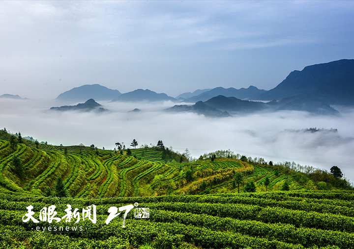 做好制茶技艺传承助力茶旅融合！都匀毛尖香沁心脾