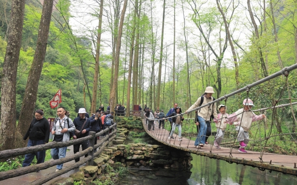 张家界国家森林公园迎来旅游旺季_fororder_2