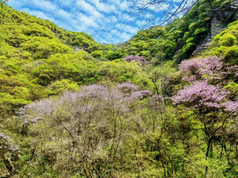畅游生态大美秦岭 共赴一场春日紫荆花之约_fororder_图片7