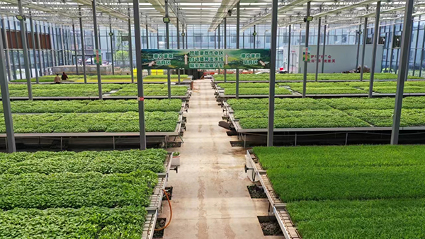 宜宾兴文：智慧化“作物产房”高效育秧保春耕_fororder_培育的秧苗-摄影-张聚萌