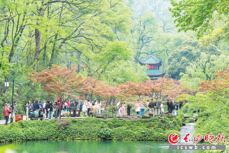游客同比增长269% 岳麓山“美”回来了_fororder_111111111111