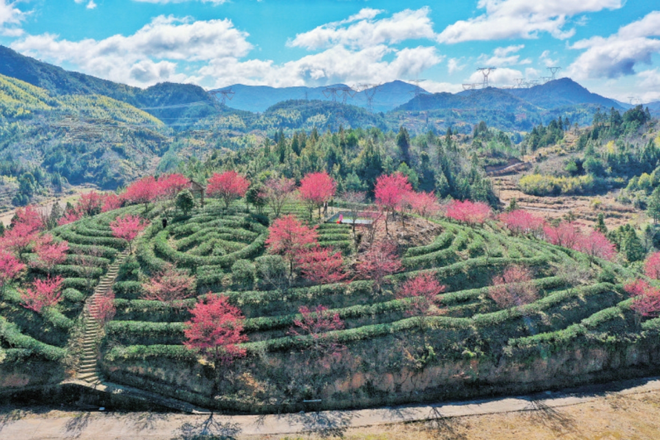 宁德周宁：踏青赏花 美景如画_fororder_微信截图_20240416092604