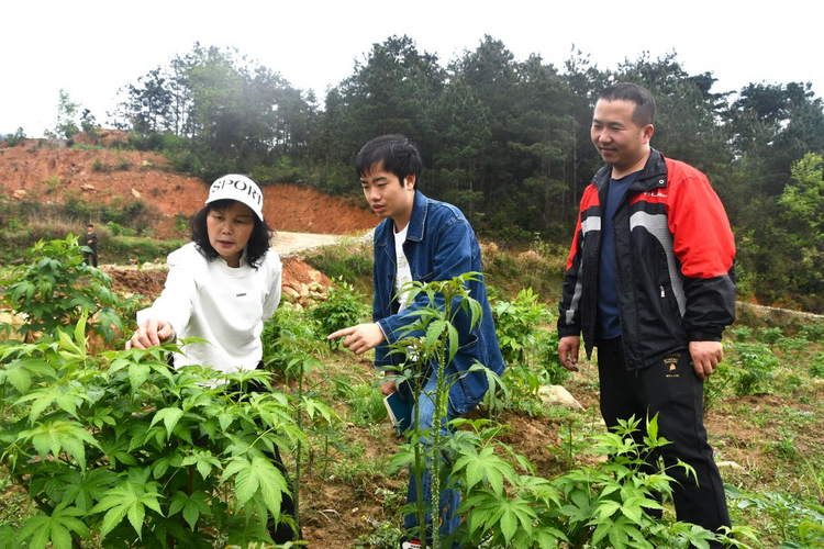 湖南新邵：“金”叶子铺就致富路 茶产业助力乡村振兴_fororder_图片1