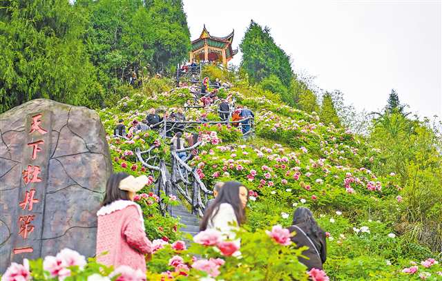 重庆垫江：牡丹开出“花经济”