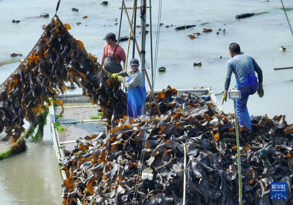 福建海带产值超百亿元 惠及养殖、加工与流通的人员34万余人