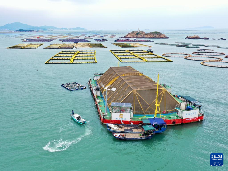 福建海带产值超百亿元 惠及养殖、加工与流通的人员34万余人