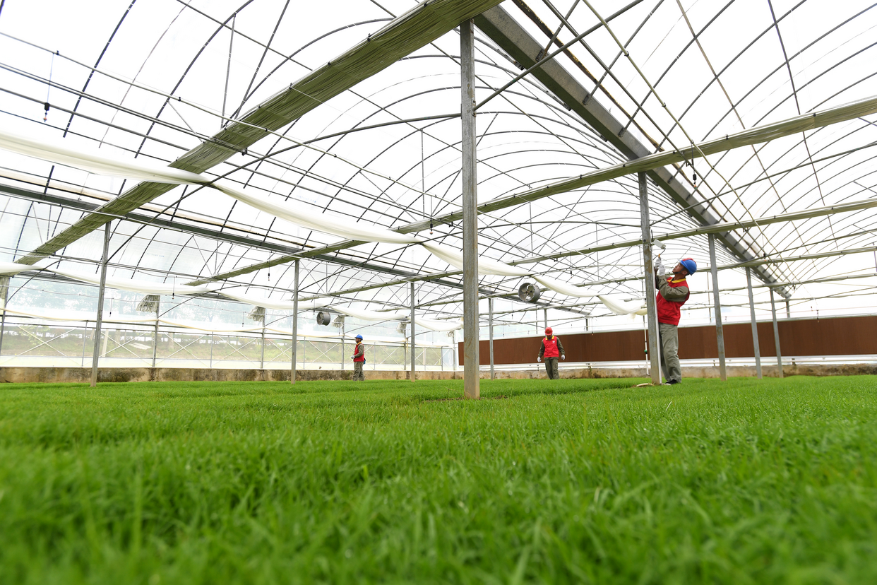 State Grid Wuhan Electric Power Supply Company Ensures Stable Power Supply for Smart Spring Farming_fororder_图片1