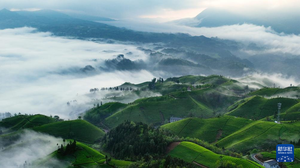 湖北鹤峰：茶山云海如诗如画
