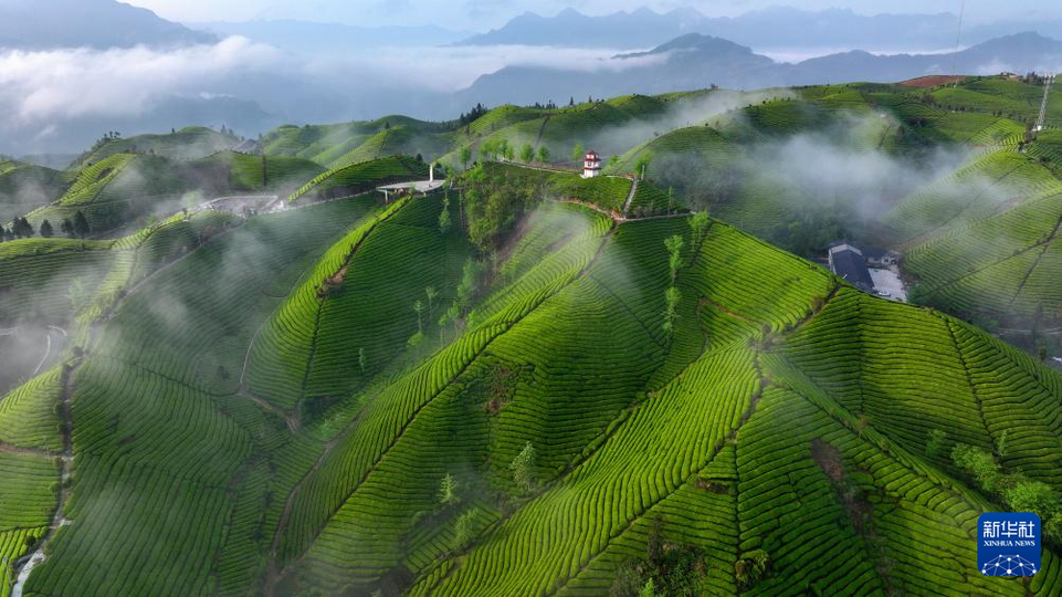 湖北鹤峰：茶山云海如诗如画