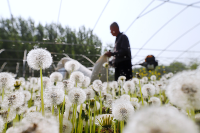 河北肥乡：蒲公英种植为乡村振兴添活力_fororder_河北肥乡：蒲公英为乡村振兴添活力370