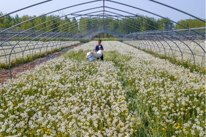 河北肥乡：蒲公英种植为乡村振兴添活力_fororder_河北肥乡：蒲公英为乡村振兴添活力567