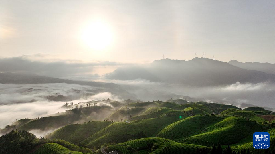 湖北鹤峰：茶山云海如诗如画