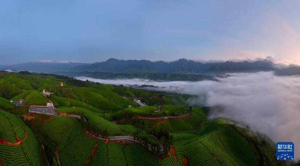 湖北鹤峰：茶山云海如诗如画