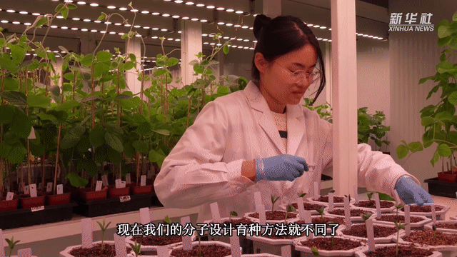 中国故事｜新质生产力下的春耕“新把式”
