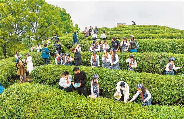 重庆：中外青少年上春山“同饮”中国茶