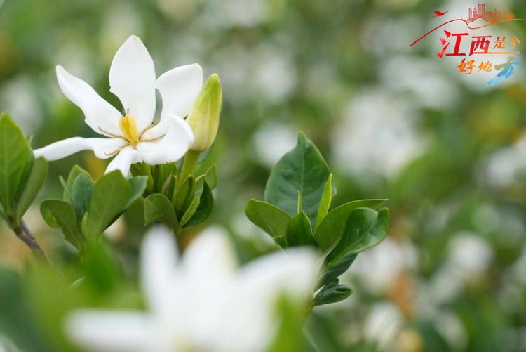 【江西是个好地方】中华医药樟树行：千亩栀子花盛开 结出振兴“黄金果”_fororder_11