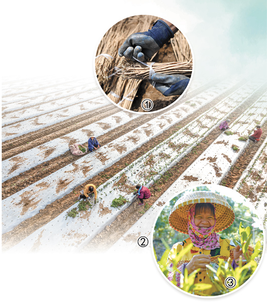 加强良种繁育和生产基地建设 鼓励中药材生态种植——源头管理保品质 道地药材更地道_fororder_1714081292175_1