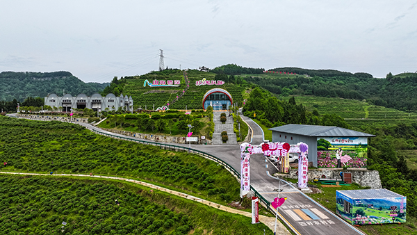 达州宣汉：浙川东西部协作 3000亩玫瑰绽放幸福花_fororder_DJI_20240423151559_0802_D