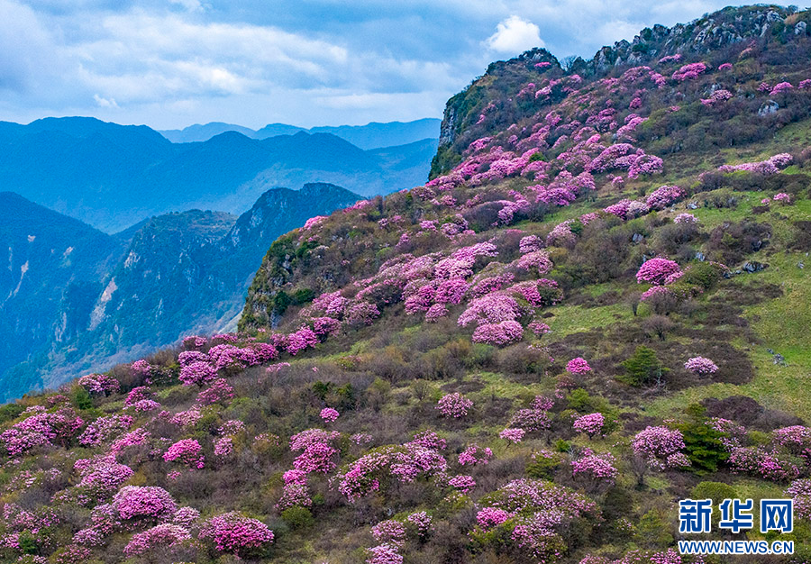重庆巫溪：红池坝高山杜鹃红