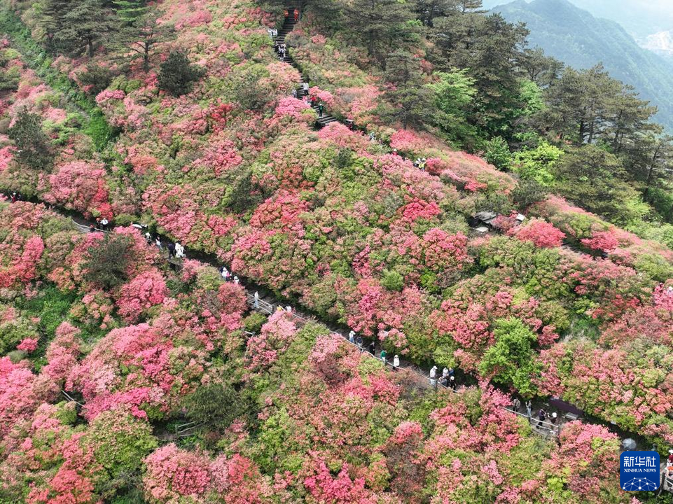 湖北麻城：十万亩杜鹃盛开迎客