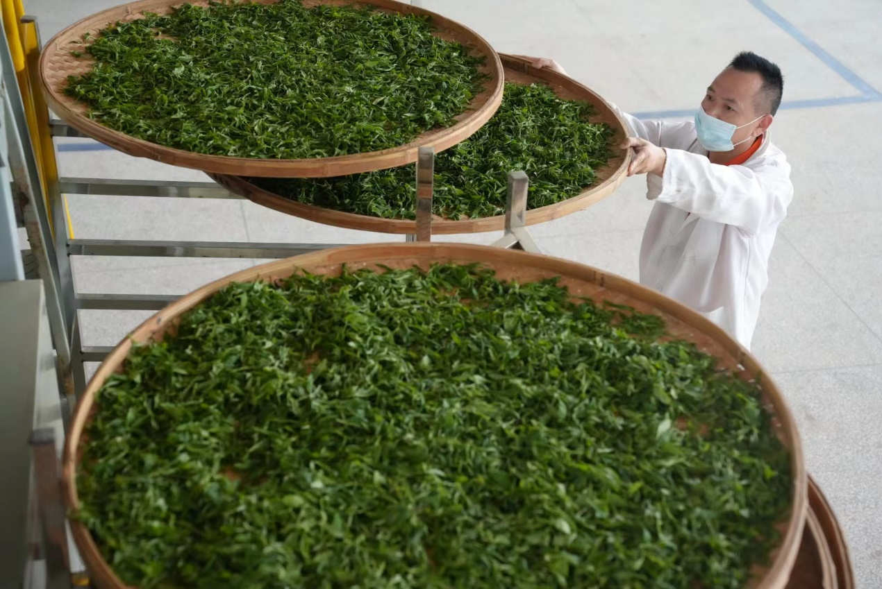迈向开放高地｜重入古茶道 茶香“衡”久远