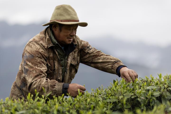 文化中国行｜西藏墨脱：“高原秘境”的馥郁茶香
