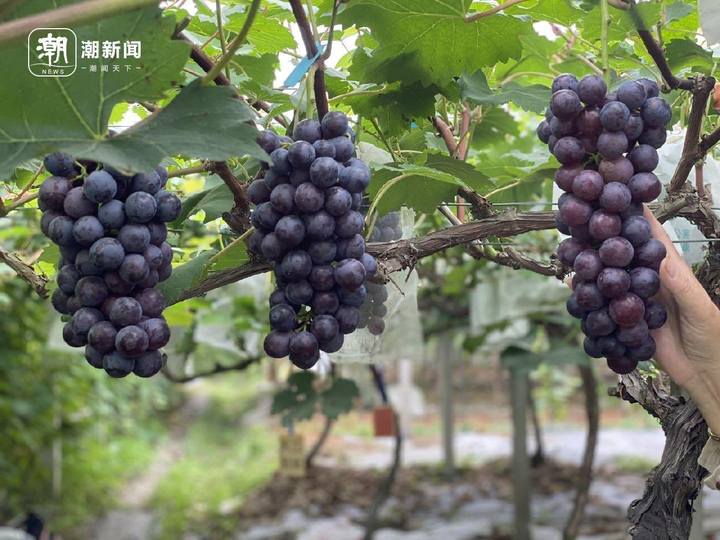 口感脆甜带皮吃，浙江葡萄“天宫墨玉”为啥火遍全国？_fororder_1797582731695468548_720px